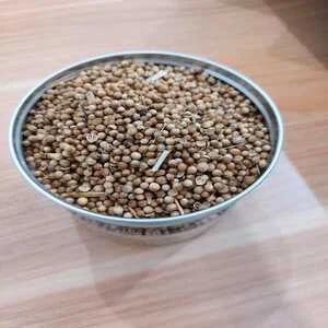 Ketumbar Bulgaria Premium Kualitas Ekspor 