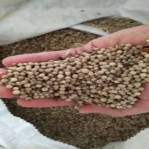 Lada Putih Bangka 1 kg Kualitas Premium
