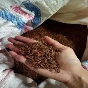 Kayu Manis Broken Harum Kualitas Ekspor