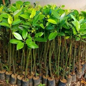 Bibit tumbuhan pohon bakau mangrove mangrup kota serang banten