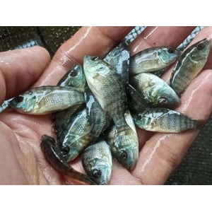 Bibit Ikan Nila Di Jawa Tengah