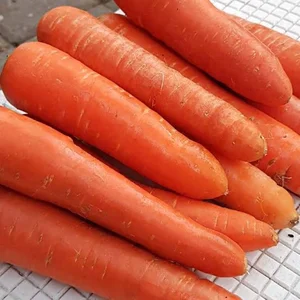Buah Segar Wortel ukuran sedang  fresh setiap hari Produk2 kami merupakan produk fresh