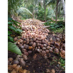 kelapa segar kualitas terbaik perbiji
