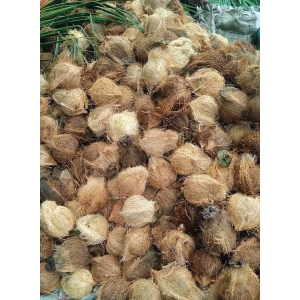 kelapa segar kualitas terbaik perbiji