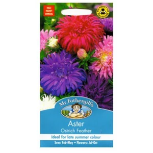 Aster Ostrich Feather