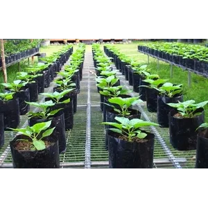 POLYBAG UV MEDIA TANAM UKURAN BESAR HITAM 1 BALL = 25KG