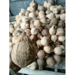 kelapa tua ( Kelapa Hibrida )