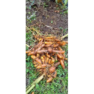 Kunyit bersih dari debu atau tanah 