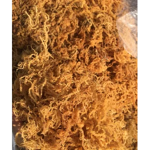 Rumput Laut Cottoni Seaweed Indonesia