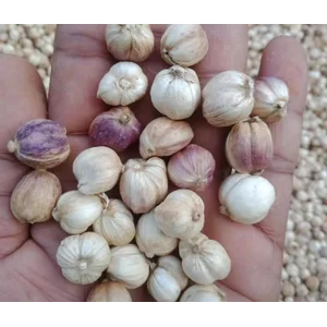 kapulaga putih / white cardamom