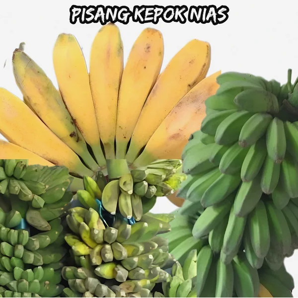 Pisang Kepok Nias + Pisang Kepok + Bananas Nias + Buah Organik + Segar + Dagingnya Manis dan Lezat 
