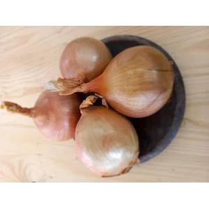 Bawang Bombai 60/80 ( Besar ) 