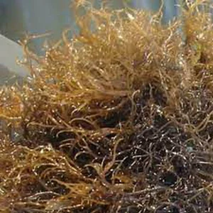 Rumput Laut Gracilaria Kering Kadar Air 15-18 Persen Asal Sulawesi
