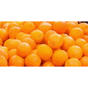 Jeruk lokal standar kualitas terbaik fresh per kilogram