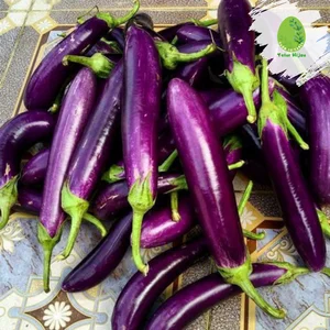 Terong Ungu Lokal Standar kualitas terbaik per kilogram