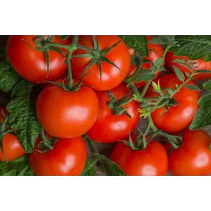 Tomat Lokal Standar kualitas terbaik fresh per kilogram
