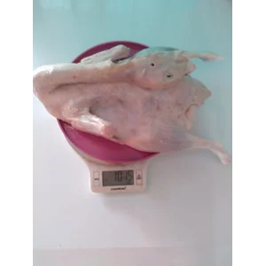 Bebek Karkas Ukuran 1-1.5 kg