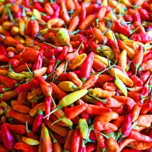 Cabe Rawit Merah Sayuran Segar