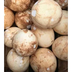 Kelapa Muda Sayuran Segar per kg
