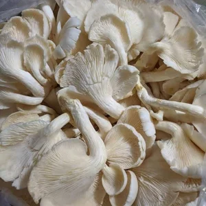 Jamur Tiram Sayuran Segar per kg