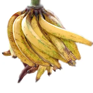 Pisang Tanduk Lokal Buah Segar