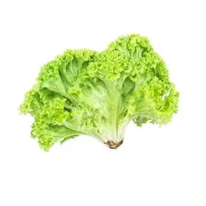 Crisphead Lettuce (unit in pack)