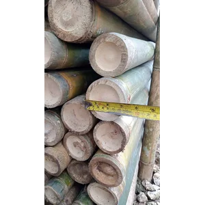 Bambu panjang 6 meter Tanaman lainnya