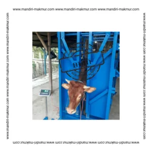 Kandang Jepit Leher dan Kepala Sapi