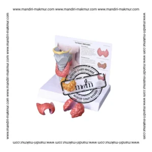 Model Anatomi Tiroid PVC Alat Peraga Pendidikan Kelenjar Thyroid dan Penyakit Thyroid Disease