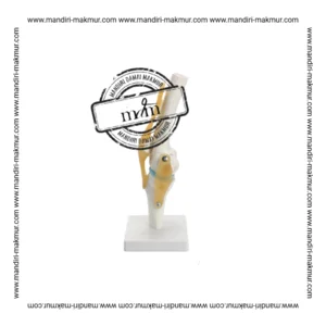 Alat Peraga Pendidikan Model Anatomi Sendi Lutut Manusia PVC (Knee Joint)