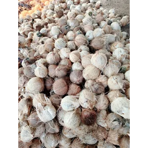 Kelapa Tua Kupas / Kelapa Tua Tanpa Serabut / Kelapa Tua Full Daging Air Batok
