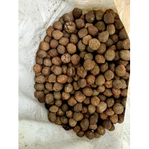 hasil kebun kemiri utuh belum di kupas
