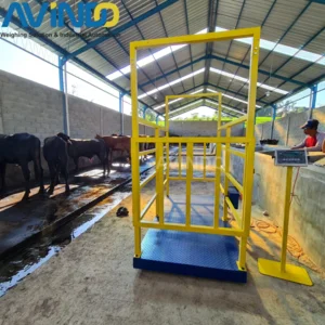 Timbangan Hewan Sapi SABB TIMBANGAN TERNAK