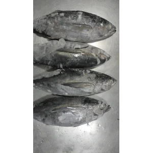 Seafood Indonesian Skipjack Tuna or Cakalang