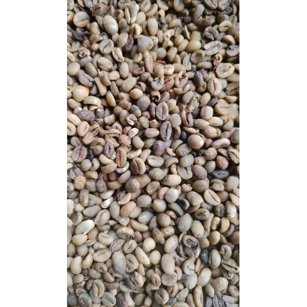 BIJI KOPI ROBUSTA ASALAN ( Gret 2 )