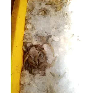 Udang Vaname Semua Jenis Ukuran
