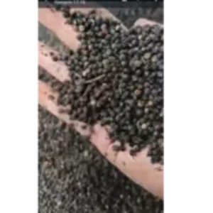 Lada hitam Rempah asli empon herbal