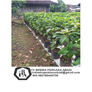  bibit tumbuhan pokat (alpukat) .