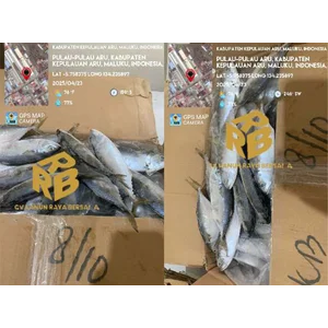 Ikan kembung beku (frozen) ukuran 4-12