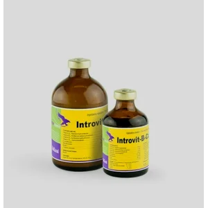 Introvit B Complex Obat Hewan
