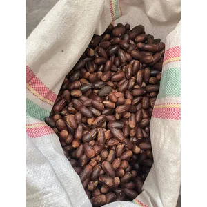 Biji Coklat Biji Kakao Cocoa Bean Kualitas Reguler dan Premium Asli (Non Fermentasi dan Fermentasi) Grade A B C