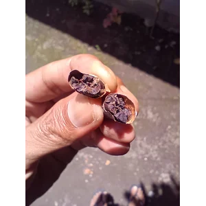 Biji Kakao Fermentasi - Nusa Bunga Agro