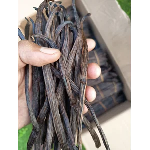 Planifolia Vanilla Beans Nusa Bunga Agro