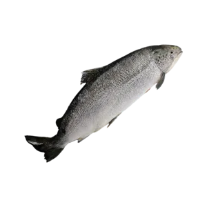 Ikan Salmon Atlantic - Coho (Whole 4-5kg)
