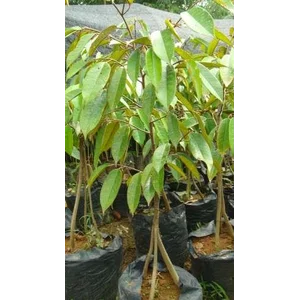 Bibit Tanaman Durian