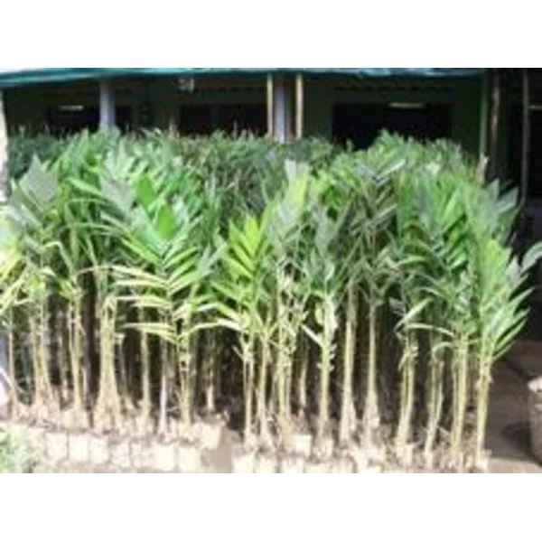 Bibit Tanaman Buah Salak Pondoh Super