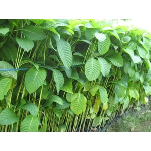 Bibit Tanaman Buah