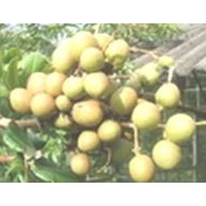 Bibit Tanaman Buah Jenis Unggul