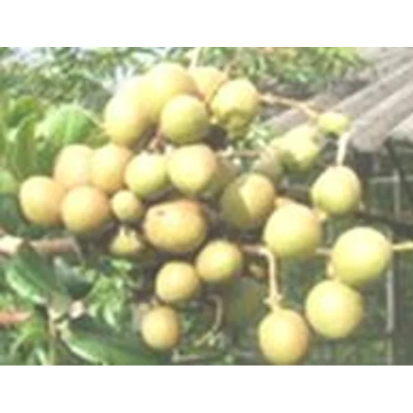 Bibit Tanaman Buah Jenis Unggul