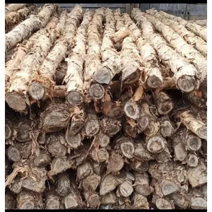 Balok Kayu Pancang Galam per Batang